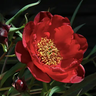 Red peony flower with yellow center