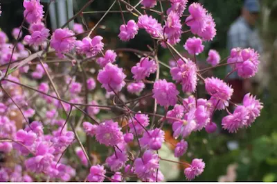 Pink blossoms on thin branches in garden