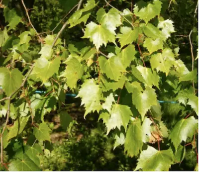 Sunlit green grapevine leaves on branch