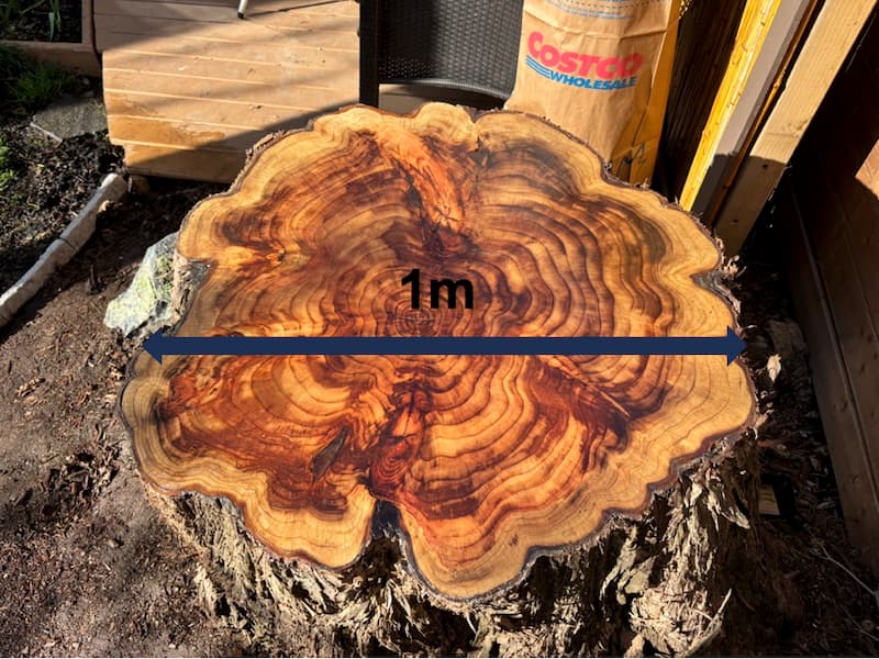 tronc de metasequoia glyptostroboides a 25 ans