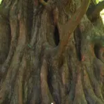 Le Metasequoia glyptostroboides, une découverte botanique remarquable au siècle dernier. Le Metasequoia glyptostroboides, une découverte botanique remarquable au siècle dernier.