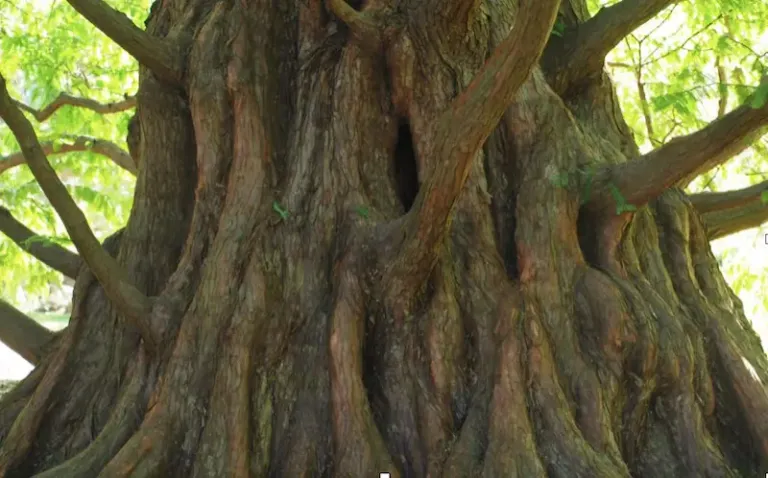 tronc du metasequoia glyptostroboides adulte
