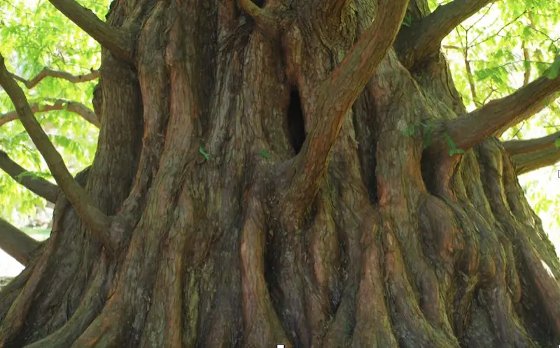 tronc du metasequoia glyptostroboides adulte