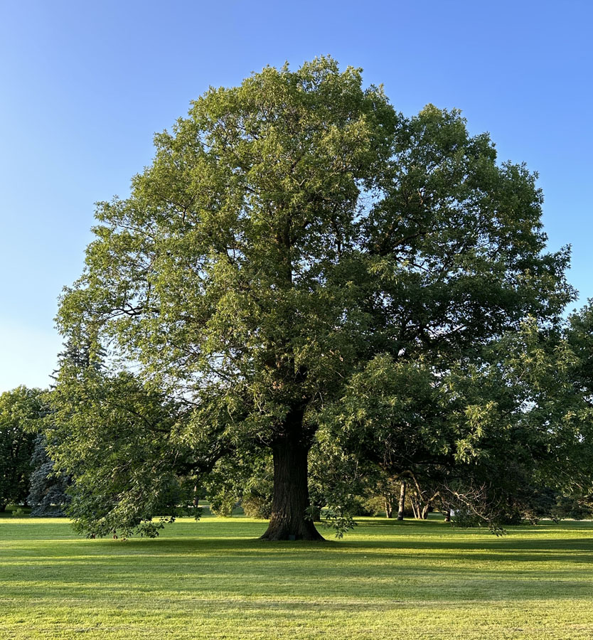 Friends of the Farm Arboretum Tree Tour – Native Tree Identification