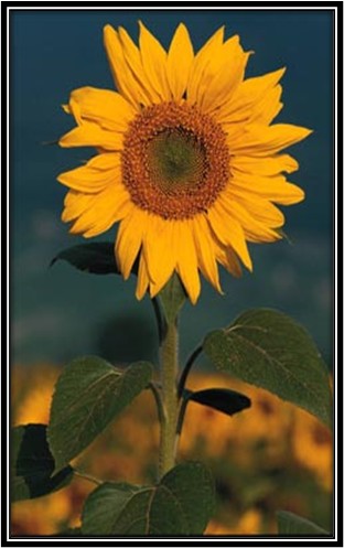 Seasons of Oops a Daisy Flower Farm & Florist