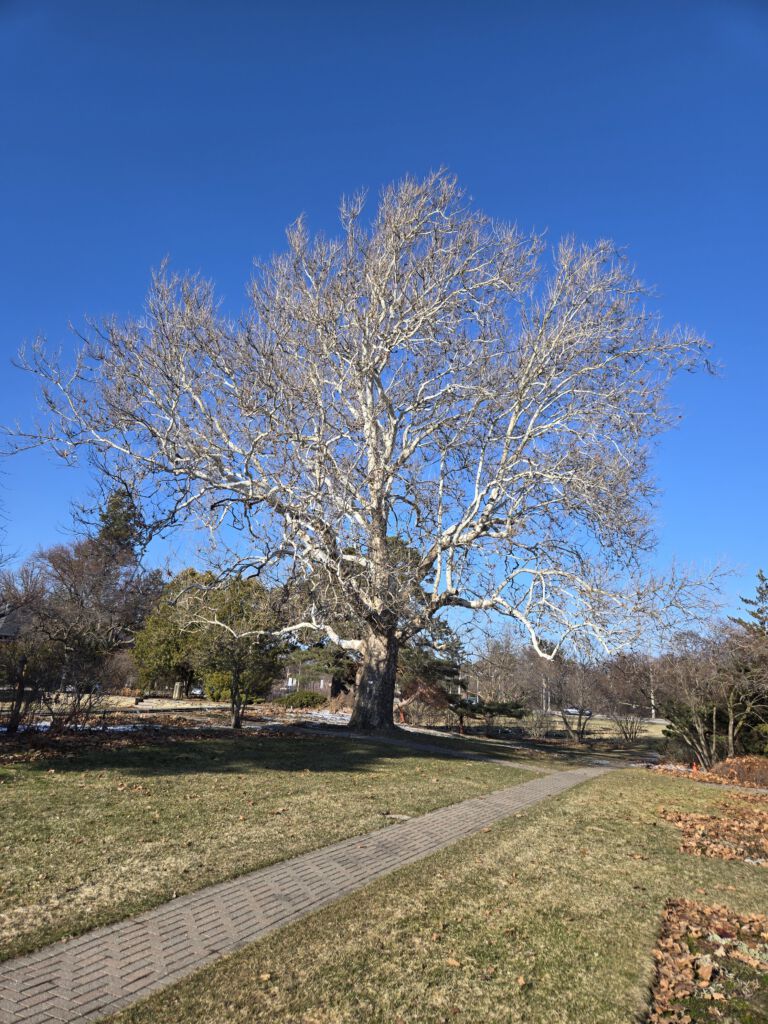 Arboretum Tree Tour – Architecture of Trees
