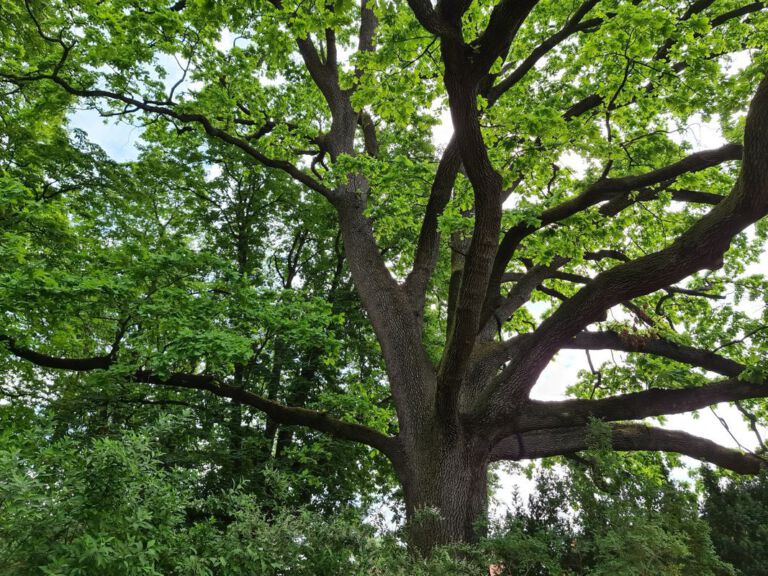 Bur oak Bur oak