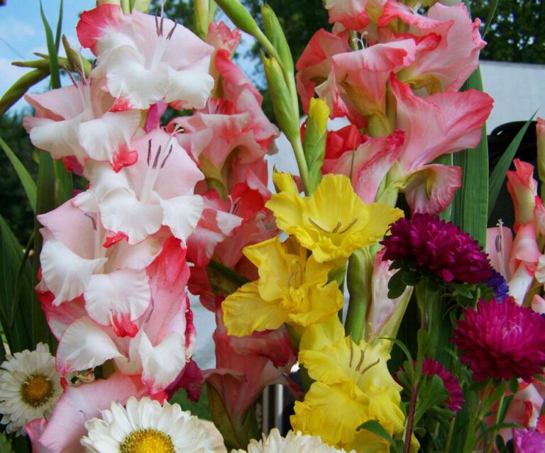 Gladiolus Gladiolus