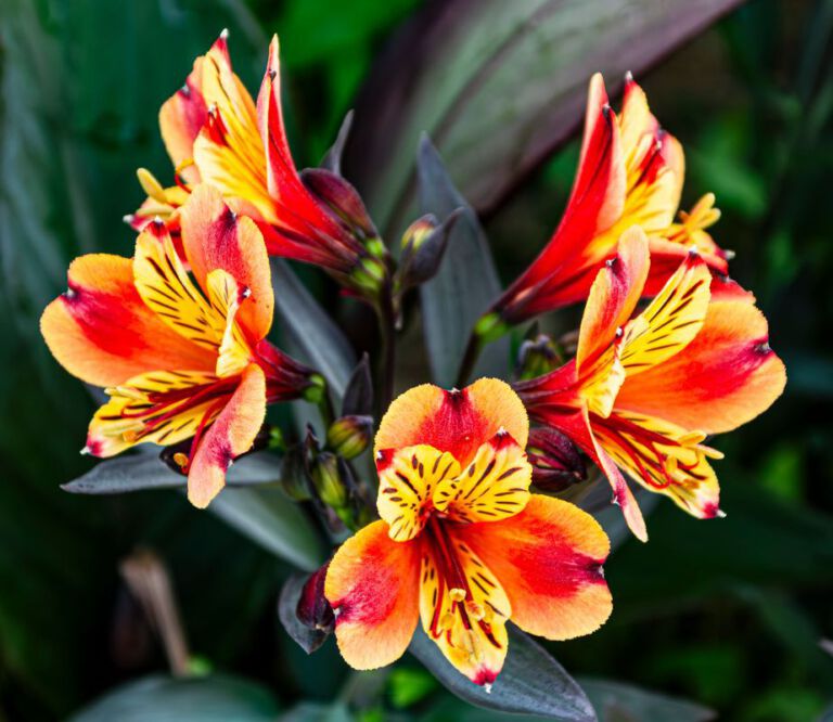 Alstroemeria Alstroemeria