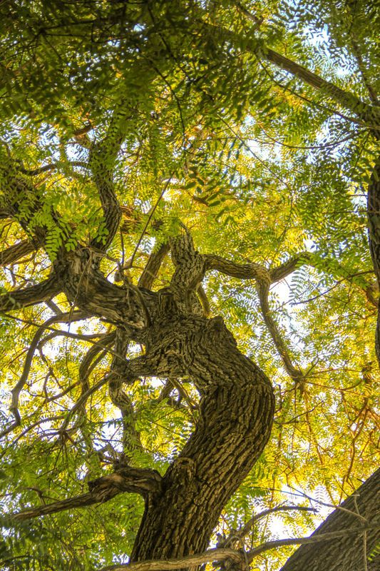 Black walnut Black walnut