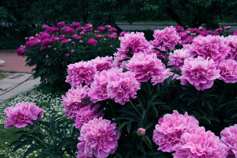 Peony (herbaceous types) Peony (herbaceous types)