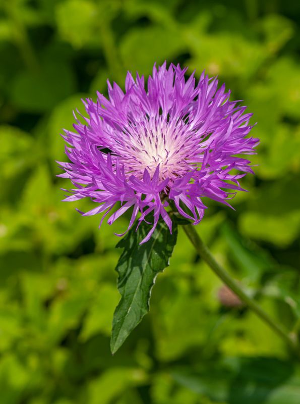 Persian cornflower Persian cornflower
