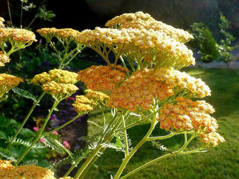 Achillea ‘Terracotta’ Achillea ‘Terracotta’