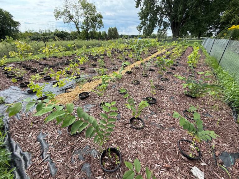 Canadensis Native Tree Nursery