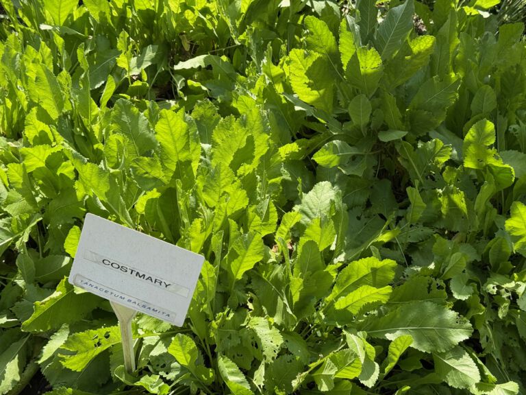 Costmary Costmary