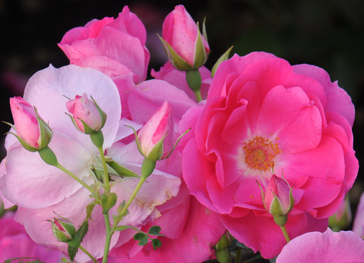 Ornamental Gardens – Rose Garden Tour