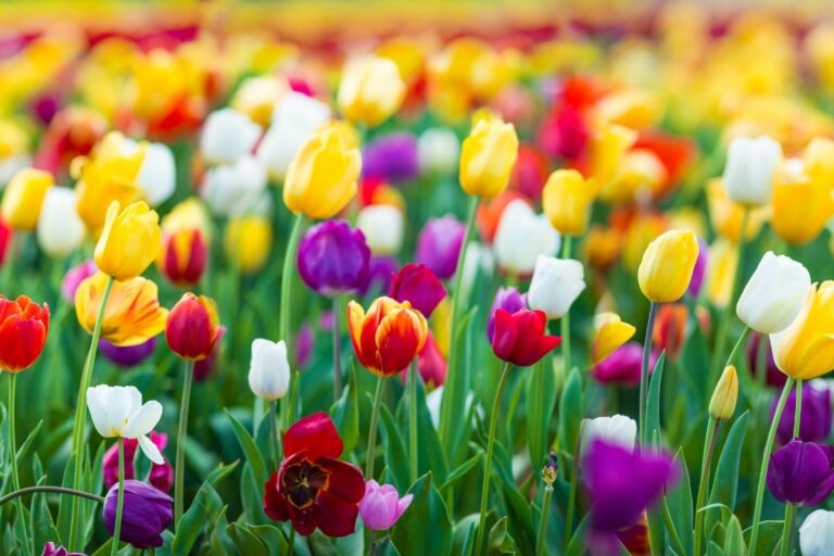 Fall Bulb Sale
