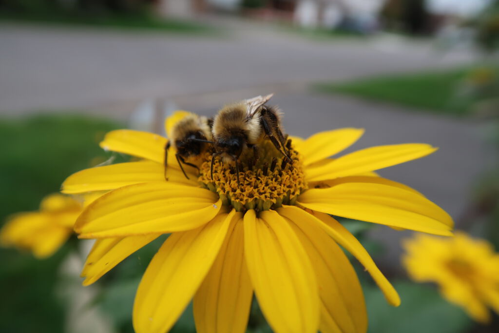 Native Plant Gardening