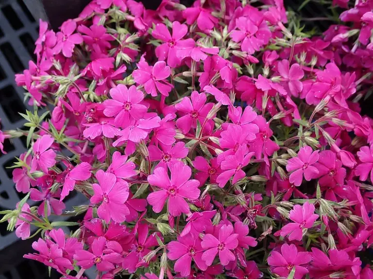 Creeping phlox Creeping phlox