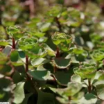 Caucasian stonecrop ‘Fuldaglut’ Caucasian stonecrop ‘Fuldaglut’