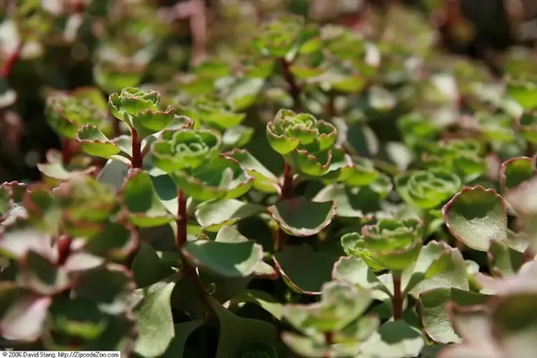 Caucasian stonecrop ‘Fuldaglut’ Caucasian stonecrop ‘Fuldaglut’