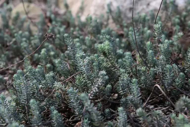 Blue Spruce stonecrop Blue Spruce stonecrop