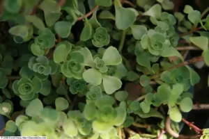Sedum spurium ‘John Creech’ Sedum spurium ‘John Creech’