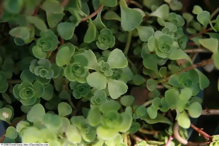 Sedum spurium ‘John Creech’ Sedum spurium ‘John Creech’