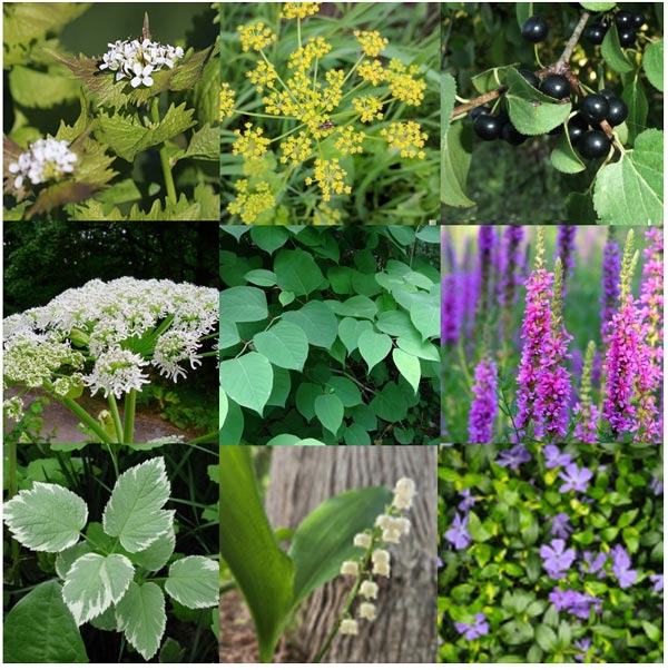 Invasive Plants and Other Pests in the Garden, Forest and Environment