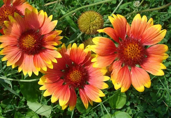 Gaillardia aristata Gaillardia aristata