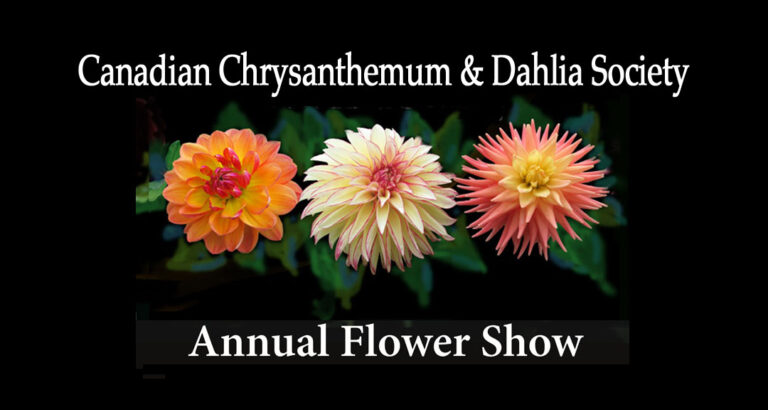 Canadian Chrysanthemum and Dahlia Society’s Annual Flower Show