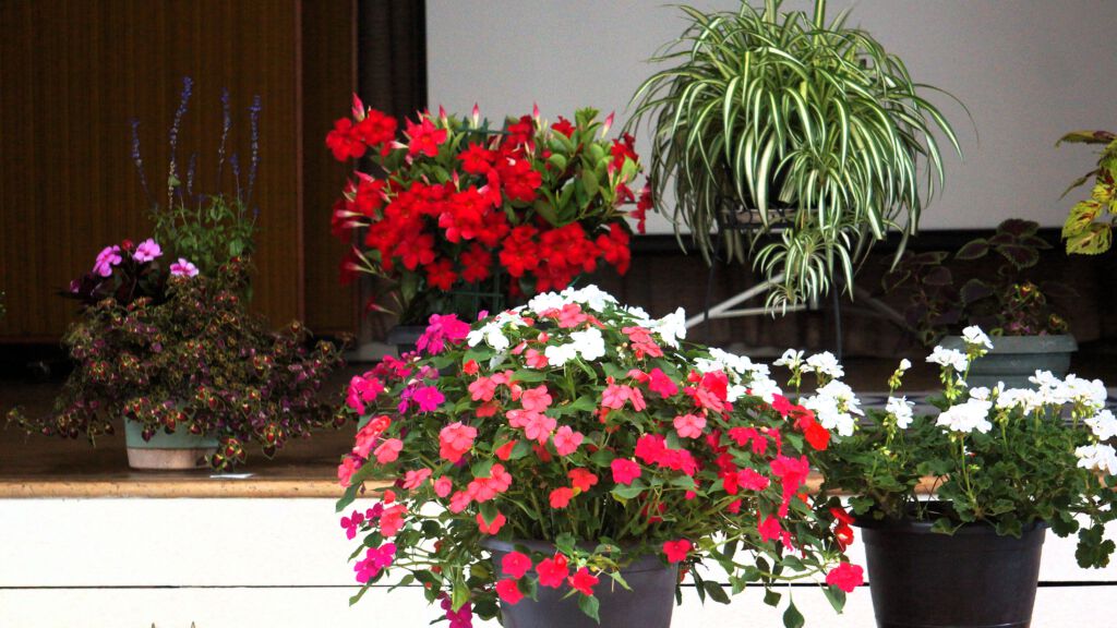Agincourt Garden Club and Annika Kohler Present a “How To on Seeds”