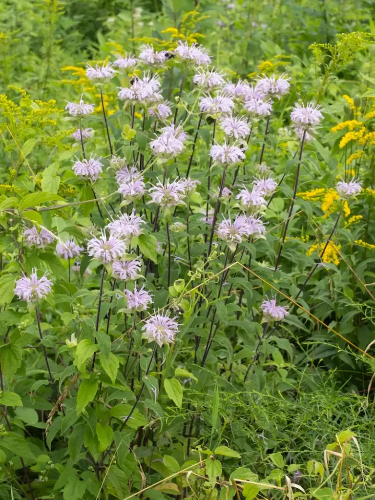 Wild bergamot Wild bergamot