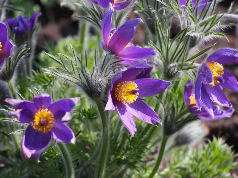 Pasque flower ‘Alba’ Pasque flower ‘Alba’