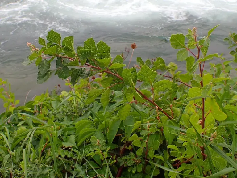 Fragrant sumac ‘Gro-Low’ Fragrant sumac ‘Gro-Low’