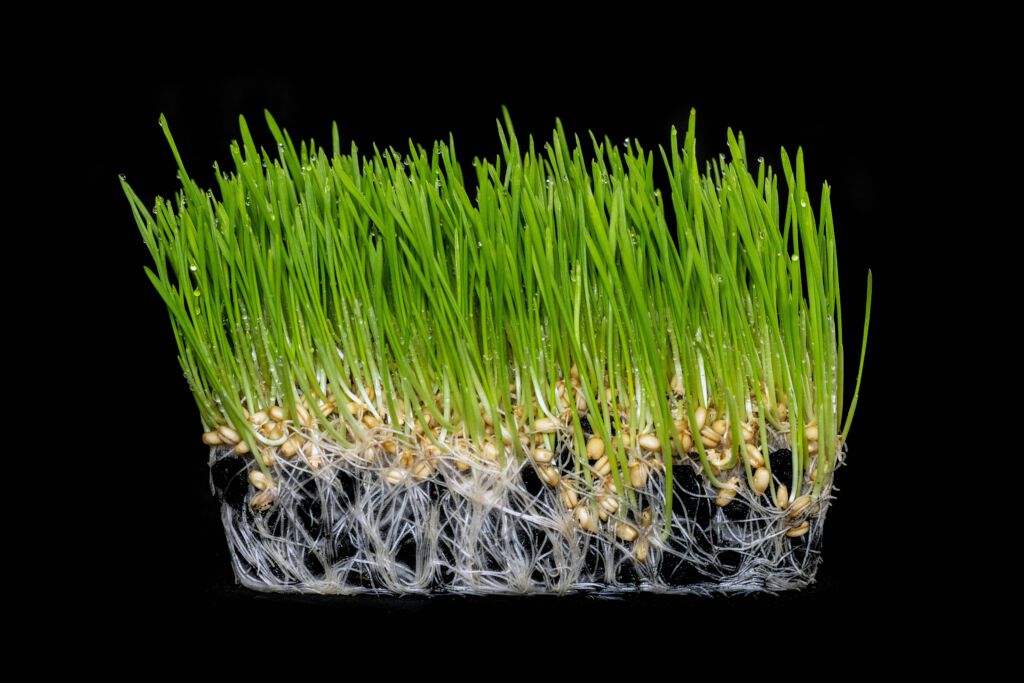 An Introduction to Wheat Grass and It’s Health Benefits – Monthly Meeting