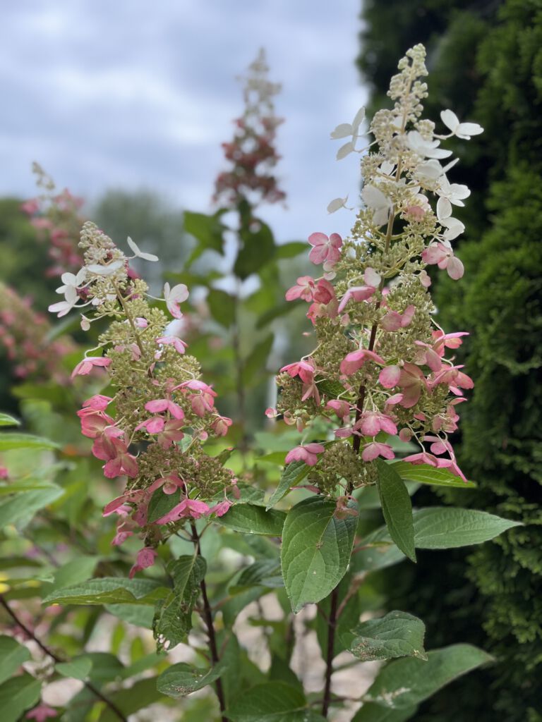 Horticultural Pruning Techniques of Hydrangea Shrubs – November Meeting
