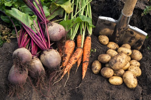 Gardening for Food Independence
