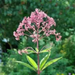 Joe-Pye weed Joe-Pye weed