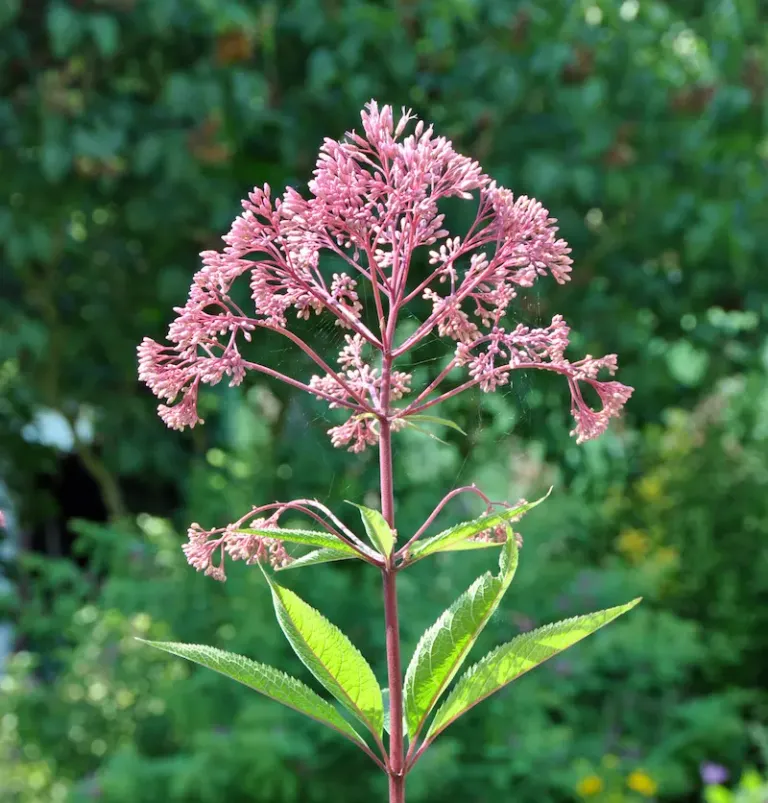 Joe-Pye weed Joe-Pye weed