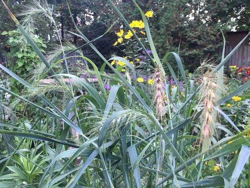 West Carleton Garden Club & Horticultural Society: November Meeting