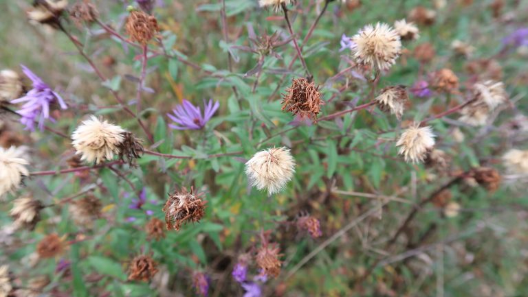 Harvesting and storing your native plant seeds