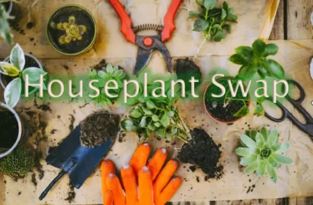 Houseplant Swap!