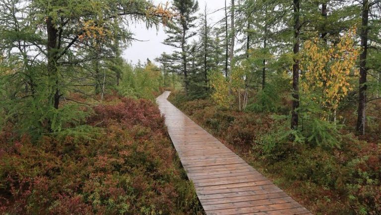 Mer Bleue Bog Guided Tour
