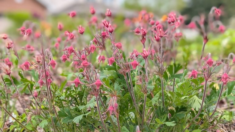 Native seed giveaway (Copeland Park)