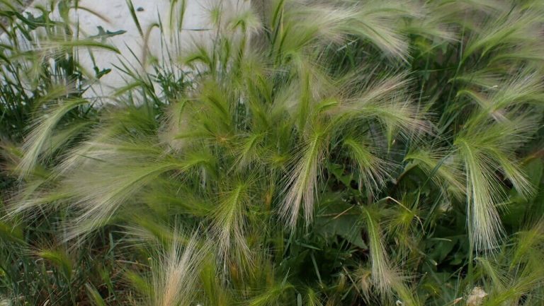 Native seed giveaway (Hintonburg)