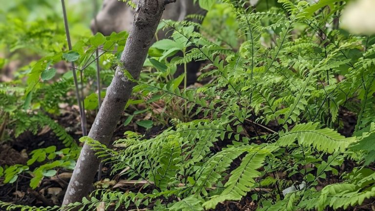 Native seed giveaway (Orléans)