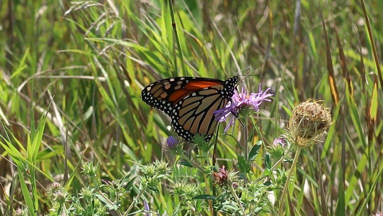 Planning your pollinator/habitat garden