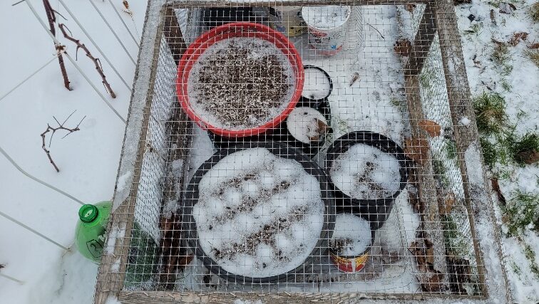 Winter seed sowing workshop for your pollinator/wildlife garden