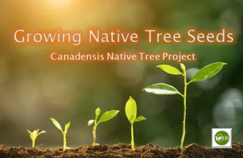 Starting Native Tree Seeds for the Canadensis Native Tree Project
